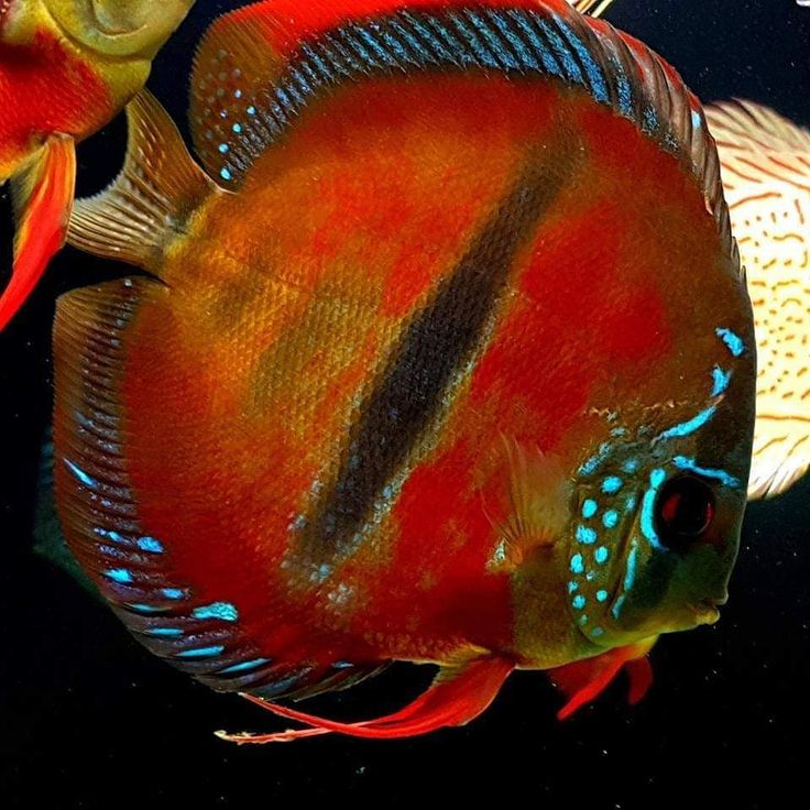 RED ICA Discus